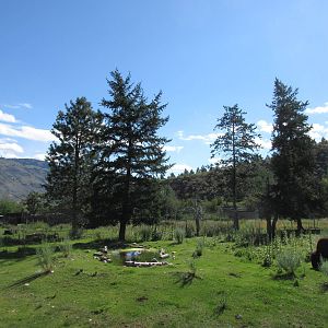 Bison/Mule Deer Exhibit