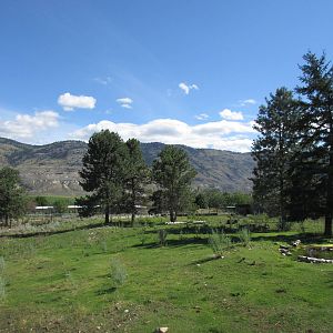 Bison/Mule Deer Exhibit
