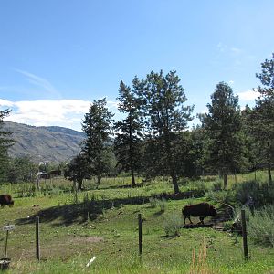 Bison/Mule Deer Exhibit