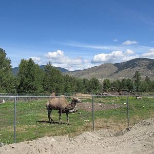Bactrian Camel Exhibit