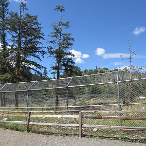 2.7 Acre Kermode Bear Exhibit (the only captive specimen on the planet)