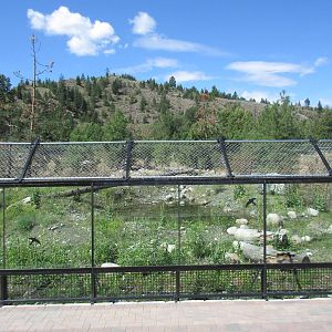 2.7 Acre Kermode Bear Exhibit (the only captive specimen on the planet)