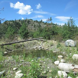 2.7 Acre Kermode Bear Exhibit (the only captive specimen on the planet)