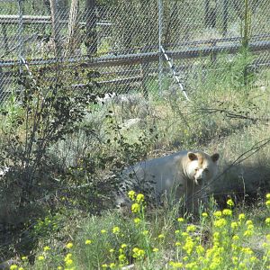 Kermode Bear (the only captive specimen on the planet)