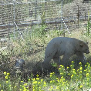 Kermode Bear (the only captive specimen on the planet)