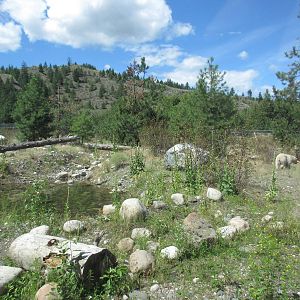 2.7 Acre Kermode Bear Exhibit - see the bear?