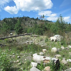 2.7 Acre Kermode Bear Exhibit - see the bear?