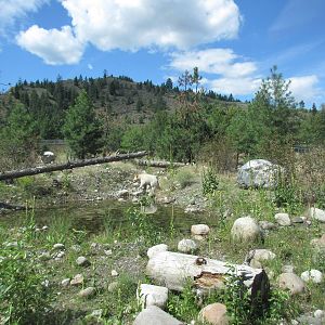2.7 Acre Kermode Bear Exhibit - see the bear?