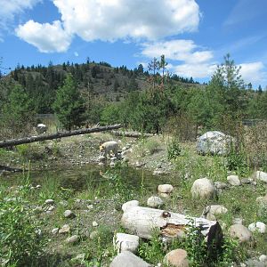 2.7 Acre Kermode Bear Exhibit - see the bear?