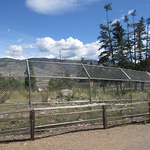 2.7 Acre Kermode Bear Exhibit (the only captive specimen on the planet)