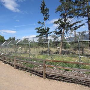 2.7 Acre Kermode Bear Exhibit (the only captive specimen on the planet)
