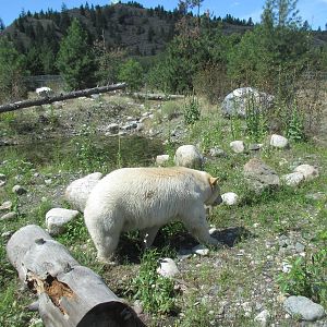 Kermode Bear (the only captive specimen on the planet)