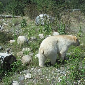 Kermode Bear (the only captive specimen on the planet)