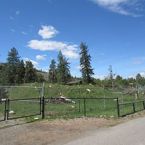 Grey Wolf Exhibit