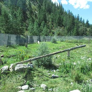 American Black Bear Exhibit