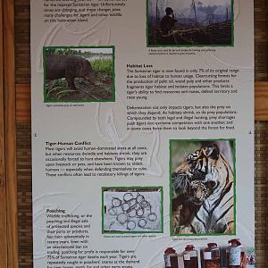 tiger exhibit graphics