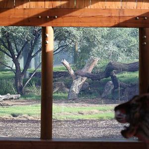 new tiger exhibit - right yard