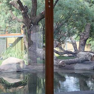 new tiger exhibit - left yard