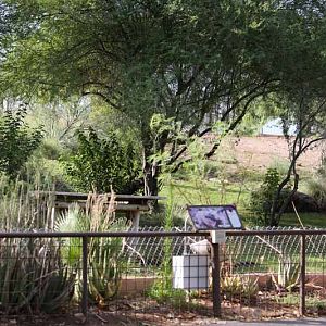 African wild dog exhibit