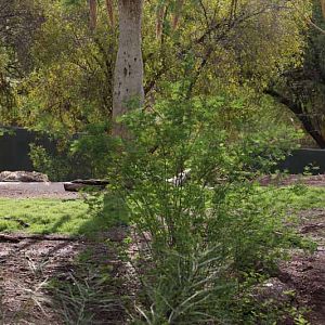 spotted hyena exhibit