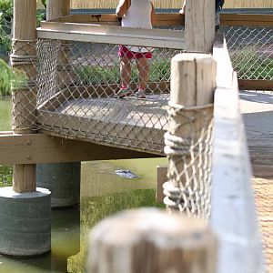 American alligator exhibit