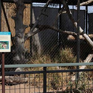 caracal exhibit