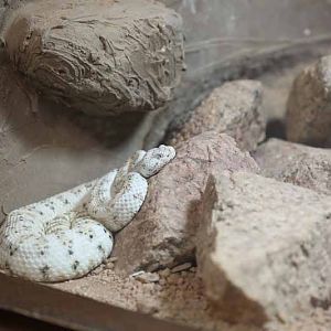 speckled rattlesnake