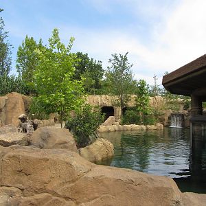 View Across Exhibit from Above Water Viewing Area