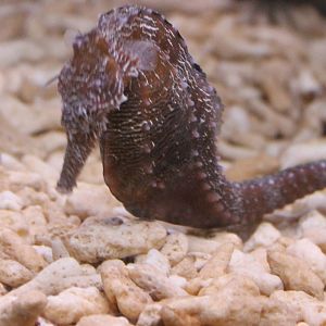 Hippocampus barbouri