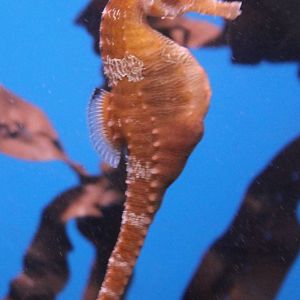 Hippocampus barbouri