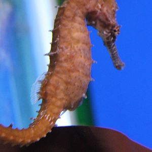 Hippocampus barbouri