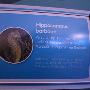 Sign Hippocampus barbouri
