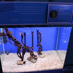 Aquarium Hippocampus barbouri