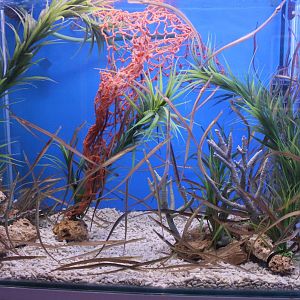 Aquarium Pipefish Syngnathus acus