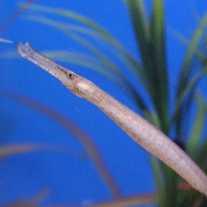 Pipefish Syngnathus acus