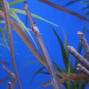 Pipefish Syngnathus acus