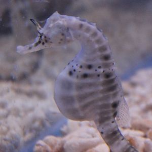 Hippocampus abdominalis