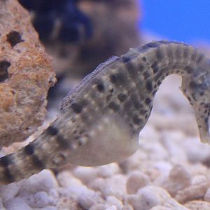 Hippocampus abdominalis