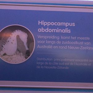 Sign Hippocampus abdominalis