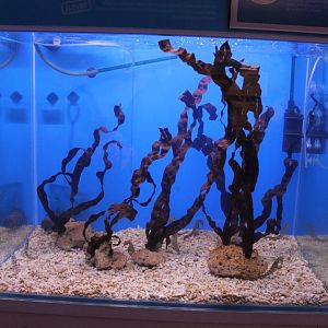 Aquarium Hippocampus abdominalis