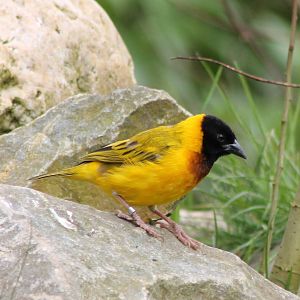 Black-headed weaver male