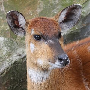 Sitatunga