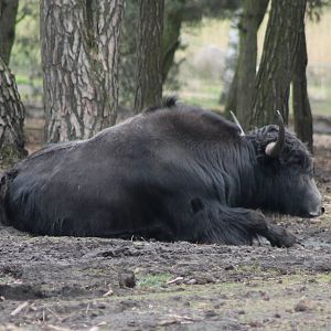 Yak