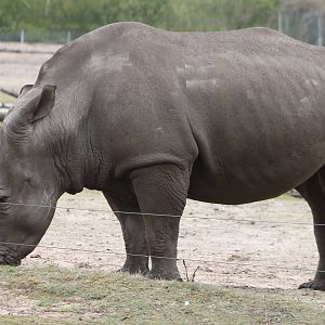 Southern white rhino