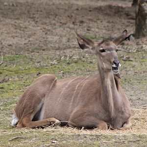Greater kudu