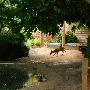 Reeve's Muntjack, 9th July 2016