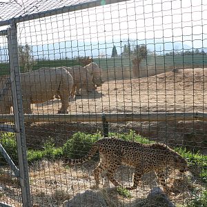 Cheetah barriers, February 2016