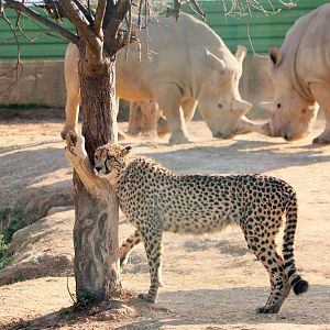 Cheetah and fighting rhinos, February 2016
