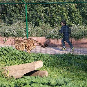 Cheetah racing a child, February 2016