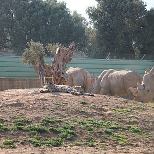 Cheetah with rhinos, February 2016